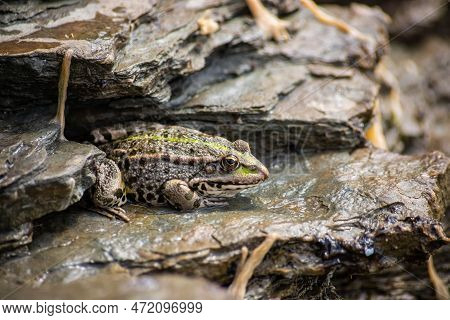 A Green Frog, Lithobates Clamitans, Rests On A Cameo Near A Pond.
