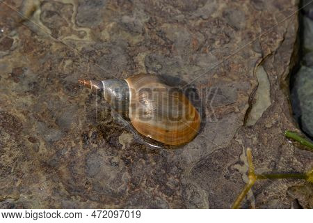 Lymnaea - Great Pond Snail Lymnaea Stagnalis, Air-breathing Freshwater Snail, An Aquatic Pulmonate G
