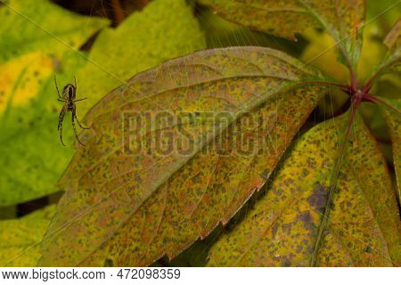 Nice Macro Image Of A Spider Web Sitting On Its Web With A Blurred Background And Selective Focus. A