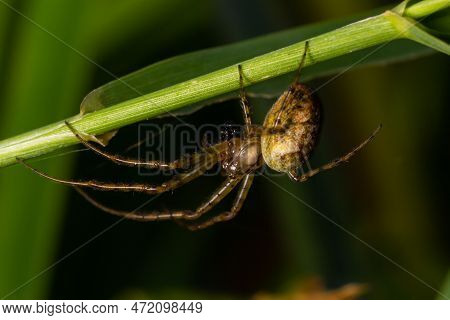 Nice Macro Image Of A Spider Web Sitting On Its Web With A Blurred Background And Selective Focus. A