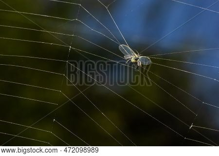 The Prey Of The Spider In The Web, The Aphid Became Entangled In The Threads Of The Web And Became P