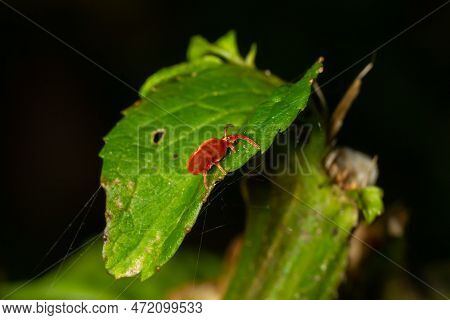 Close Up Macro Red Velvet Mite Or Trombidiidae In Natural Environment.