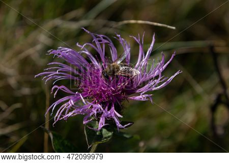 Brown Cornflower Centaurea Jacea And A Bee Sitting On A Flower On A Summer Day.
