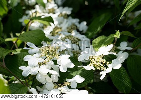 White Japanese Snowball Hobblebush Flowers. Highbush-cranberry Smooth Hydrangea