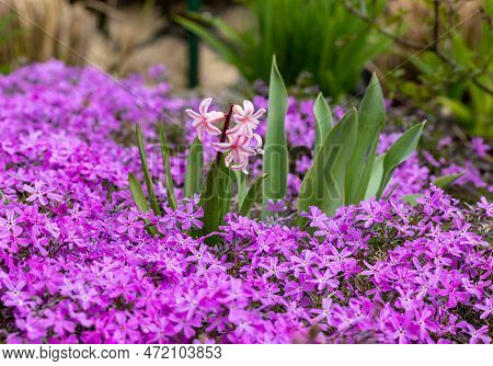 Lilac Aubrieta Deltoidea Flowers In The Garden.