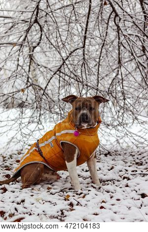 Brindle American Staffordshire Terrier With Uncropped Ears Sits In A Yellow Vest. Amstaff In A Snowy