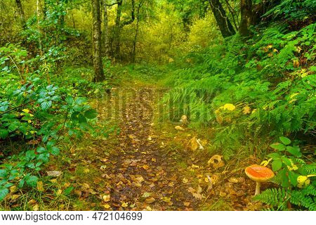 View Of A Forest Footpath, In The Woodland On The Shores Of The Mawddach Estuary, In Snowdonia Natio