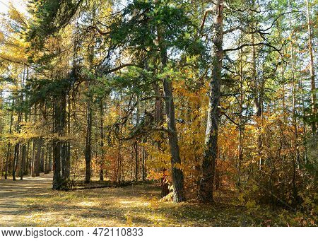 Beautiful Autumn Landscape In A Dense Sunlit Forest
