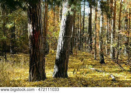 Two Pine Trunks In A Dense Thicket Of An Autumn Forest On A Sunny Day