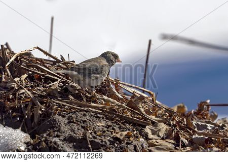 The Dark-eyed Junco (junco Hyemalis) In Winter Forest