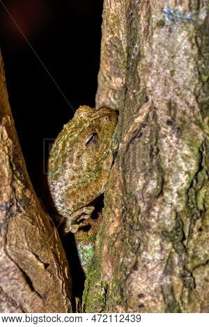 Platypelis Grandis, Endemic Species Of Frog In The Family Microhylidae. Nosy Mangabe, Madagascar Wil