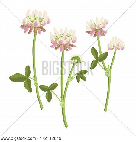 Alsike Clover, Field Flowers, Vector Drawing Wild Plants At White Background, Floral Elements, Hand 