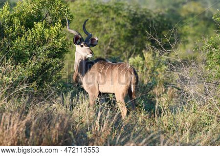 A Bushbuck Of The Kruger National Park On South Africa