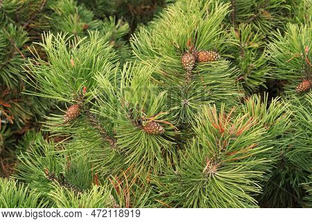 Cone Of Mountain Pine Tree Pinus Mugo With Buds, Long Branch And Coniferous. Mughus Pumilio Cultivar