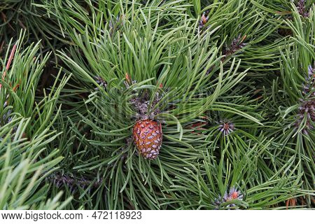 Cone Of Mountain Pine Tree Pinus Mugo With Buds, Long Branch And Coniferous. Mughus Pumilio Cultivar