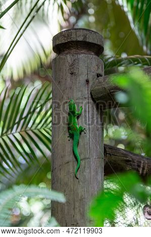 Mauritius Lowland Forest Day Gecko Phelsuma Guimbeaui, Savanne, Mauritius