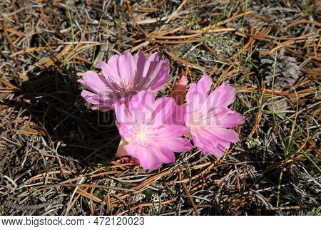 Bitterroot (lewisia Rediviva) Pink Wildflower In Beartooth Mountains, Montana