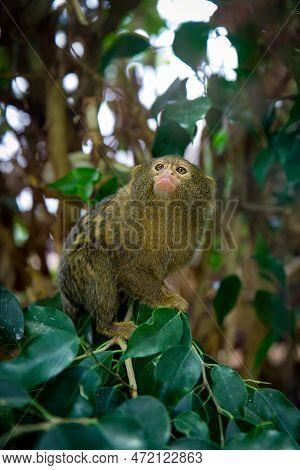 Pigmy Marmosette In Rain Forest Sitting On Tree