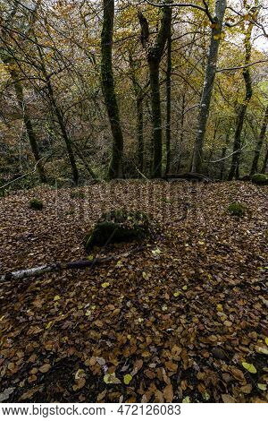 Uk Trees In Woods In Autumn Or Fall With Dropped Leaves, Wide Angle.
