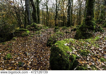 Uk Woods In Autumn Or Fall With Dropped Leaves.