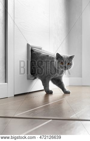 A British Gray Cat Walks Through A Cat Flap, Cat Hatch Installed In A Door And Looks Into The Camera