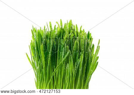 Green Grass On A White Isolated Background. Vegetarian Food, Sprouts, Grass For Cats. Oat, Barley , 