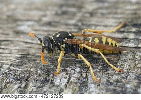 Detailed Closeup On A Yellow And Black European Paper Wasp, Polistes Dominula