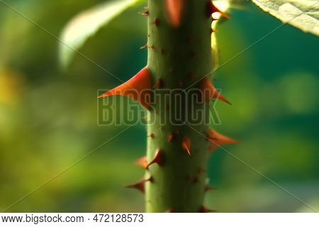 Rose Thorn Background In The Garden. Trimmed Rose Bush. Close-up Part Of Thorn Bush. Stem Of Rose Bu