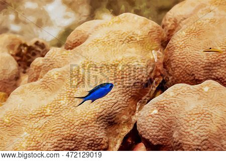 Digitally Created Watercolor Painting Of Blue Chromis Damelfish Chromis Cyanea Swimming Over The Cor