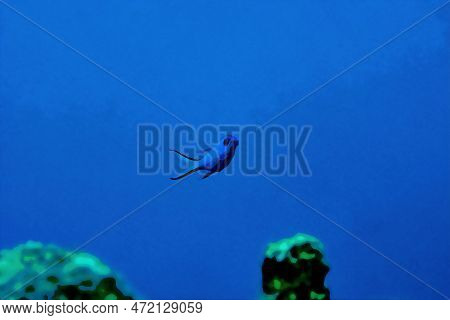 Digitally Created Watercolor Painting Of Blue Chromis Damelfish Chromis Cyanea Swimming Over The Cor