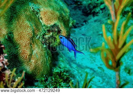 Digitally Created Watercolor Painting Of Blue Chromis Damelfish Chromis Cyanea Swimming Over The Cor