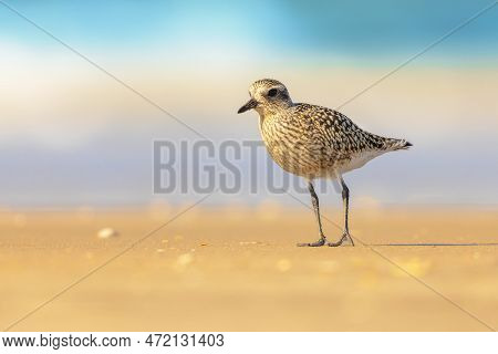 Grey Plover Or Black-bellied Plover (pluvialis Squatarola) Is A Lwader Bird Breeding In Arctic Regio