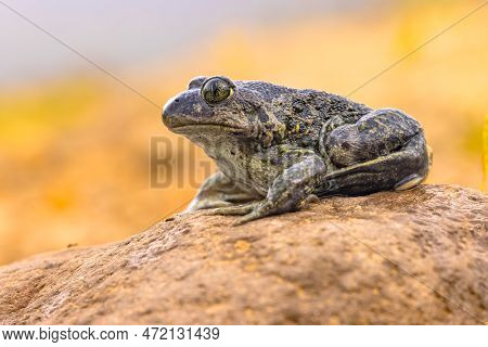 Eastern Spadefoot Or Syrian Spadefoot (pelobates Syriacus), Toad Posing On Stone In Natural Habitat.