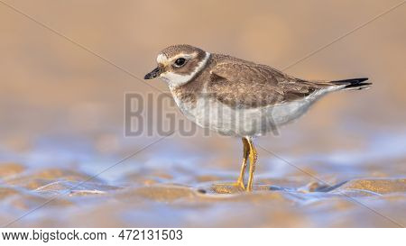 Juvenile Ringed Plover (charadrius Hiaticula). This Is A Small Plover That Breeds In Arctic Eurasia.