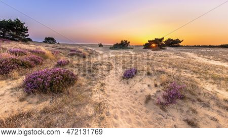 Beautiful Sunset With Clear Sky Over Heathland In National Park Hoge Veluwe, The Netherlands. Landsc