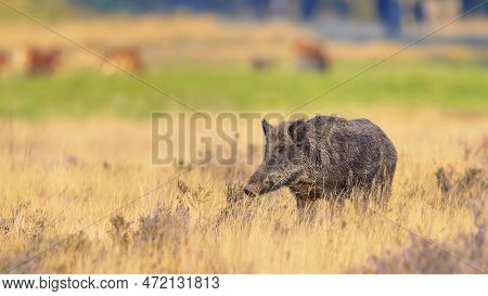 Wild Boar (sus Scrofa). This Animal Is A Suid Native To Much Of Eurasia And North Africa, And Has Be