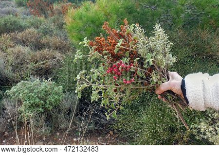 Hand Holding Bouquet Of Mountain Wild Flowering Plants And Herbs.