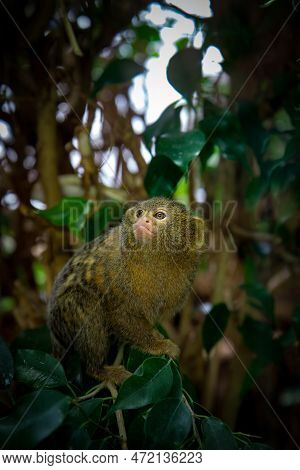 Pigmy Marmosette In Rain Forest Sitting On Tree