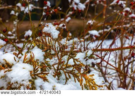 Close-up Of The Branches Of The Conifer Thujopsis Dolabrata. The Evergreen Tuevik Is Covered With Sn