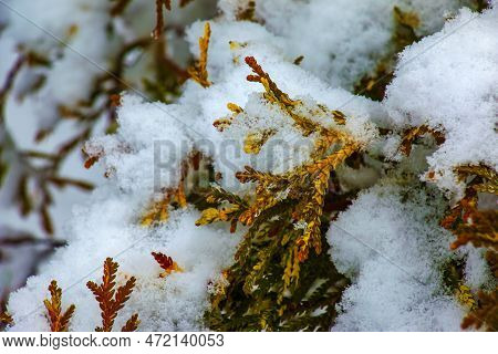 Close-up Of The Branches Of The Conifer Thujopsis Dolabrata. The Evergreen Tuevik Is Covered With Sn