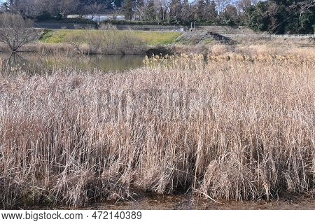 Common Reed Retarding Image & Photo (Free Trial) | Bigstock