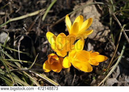 Yellow Crocuses Spring Flowers Bloom On The Ground