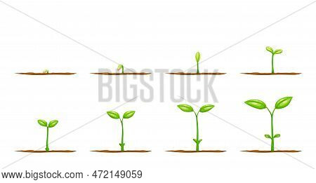 Grow Plant From Seed. Vector Sprouts Of Garden Tree Sapling Or Agriculture Crop Plant Seedling With 