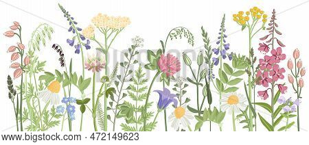 Field Flowers, Vector Drawing Wild Flowering Plants At White Background, Floral Elements, Hand Drawn