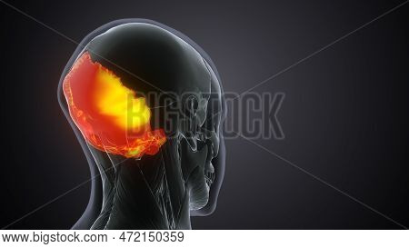 Human Skeleton Skull Occipital Bone Anatomy.3d Illustartion