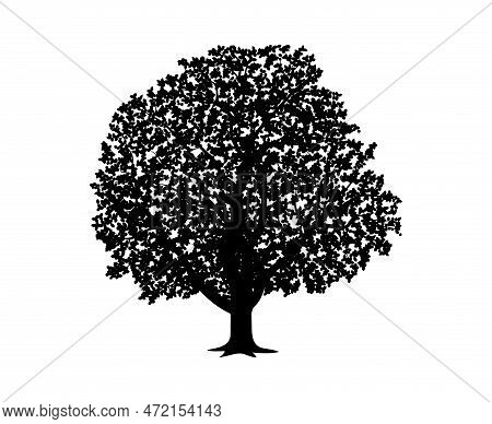 Vector Silhouette Of Walnut Tree. Isolated Vector Silhouette Of Walnut Tree On A White Background.