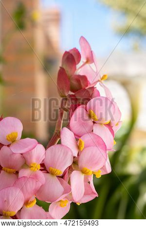 A Pink Begonia Flowers In The Garden, Closeup Of Photo.