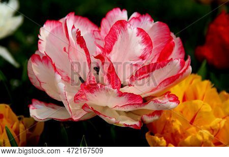 Bright White-pink Tulip Among Yellow Tulips Close Up In Goztepe Park During The Tulip Festival In Is