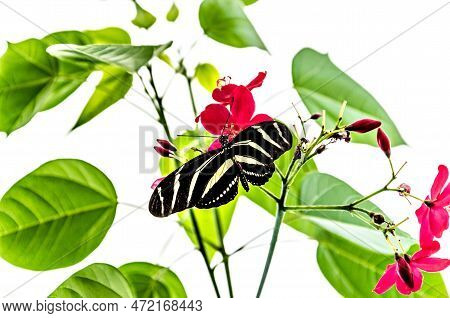 Beautiful Zebra Butterfly (heliconius Charithonia) On Green Leaves In The Garden