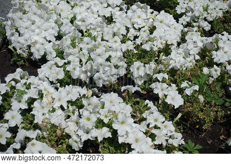 Multitudinous White Flowers Of Petunias In Mid July